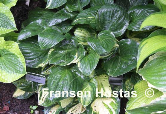 Hosta Crazy Quilt